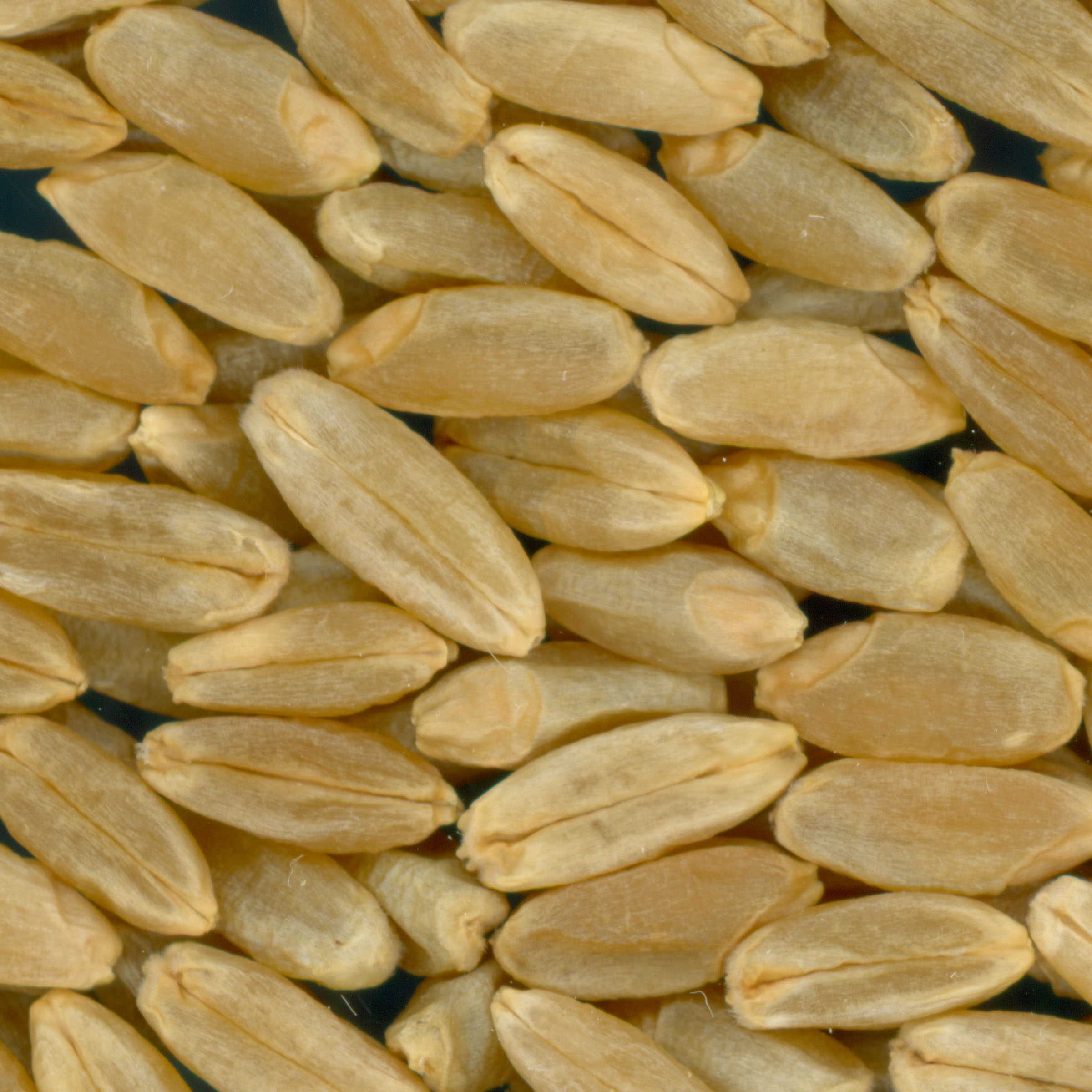 KERNELS